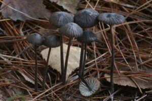 Melksteelmycena