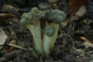 Groene glibberzwam
