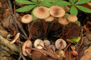 Kleine bloedsteelmycena
