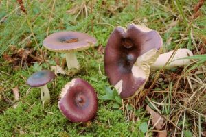 Papilrussula