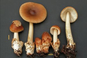 Roodbruine slanke amaniet