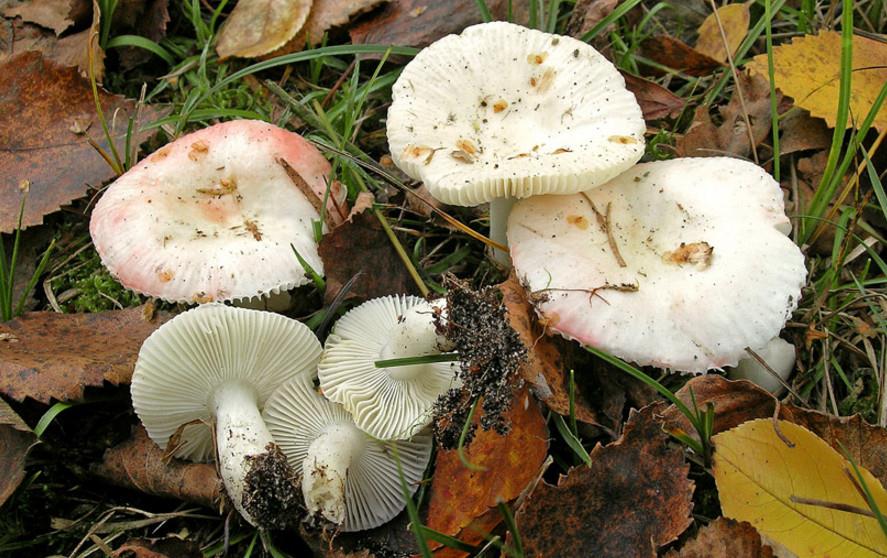 Roze berkenrussula