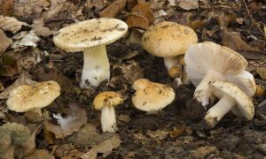 Beukenrussula