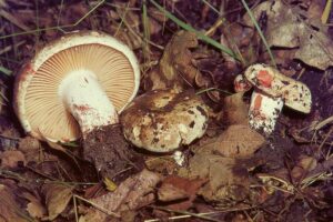 Grofplaatrussula