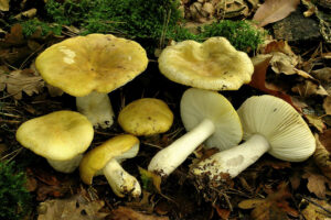 Geelwitte russula