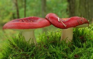 Appelrussula