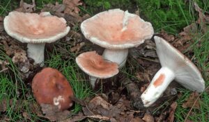 Smakelijke russula