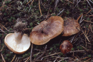 Witbruine ridderzwam