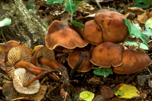 Spoelvoetcollybia