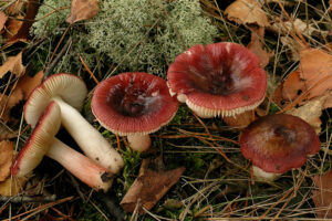 Kleine berkenrussula