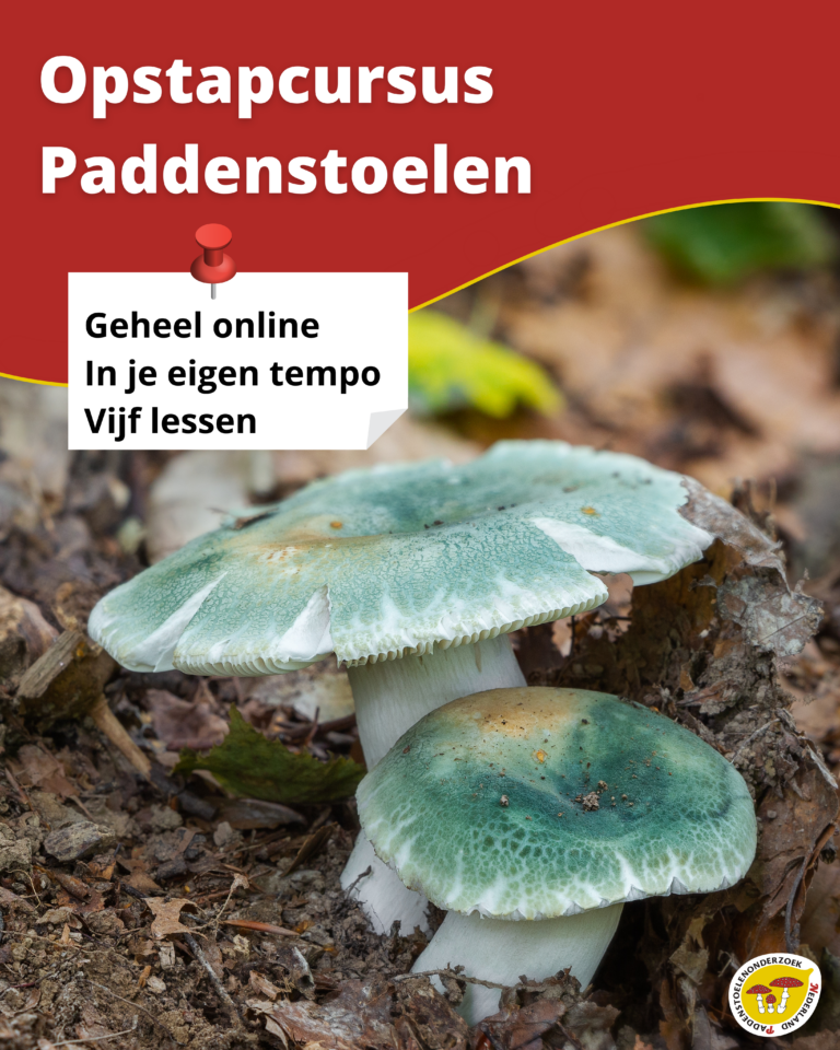Opstapcursus paddenstoelen