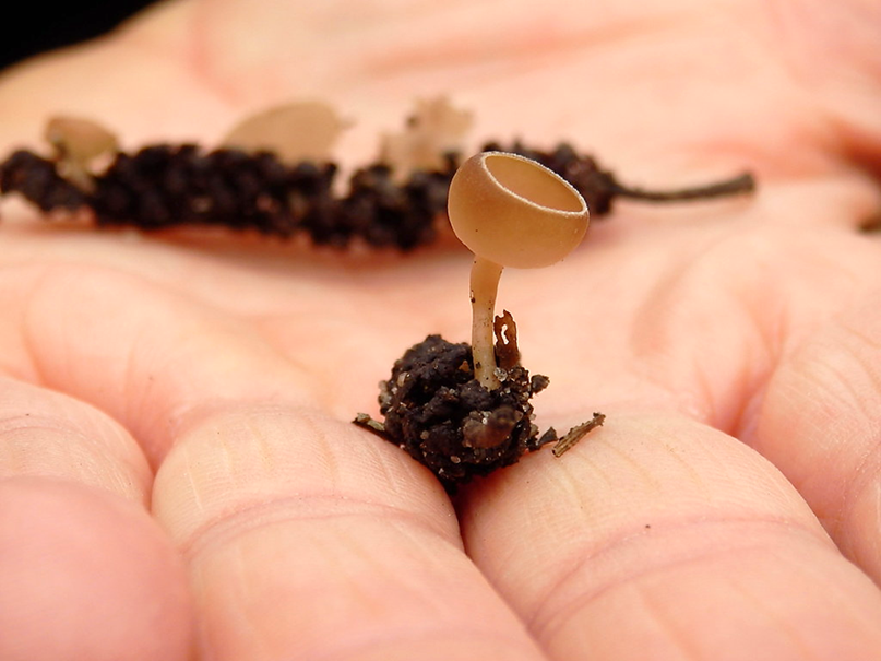 Mummiekelkje, hazelmummiekelkje