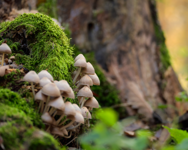 Mycena canva..
