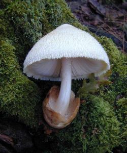 Zijdeachtige beurszwam. Volvariella bombycina
