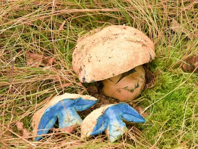 indigoboleet
