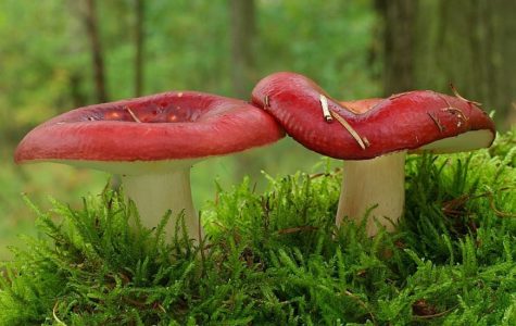 Appelrussula