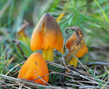 Zwartwordende wasplaat